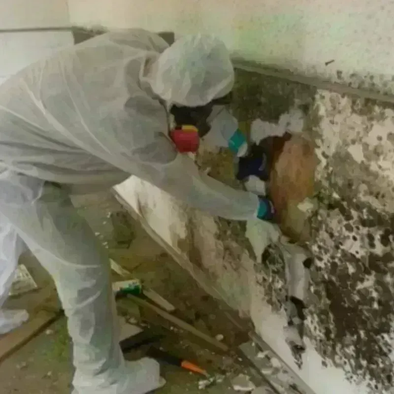 Mold Remediation and Removal in Anderson County, TN